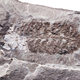 One of two Parioscorpio venator fossils found in Wisconsin back in the 1980s.